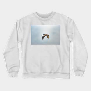 Flying Pelican Crewneck Sweatshirt